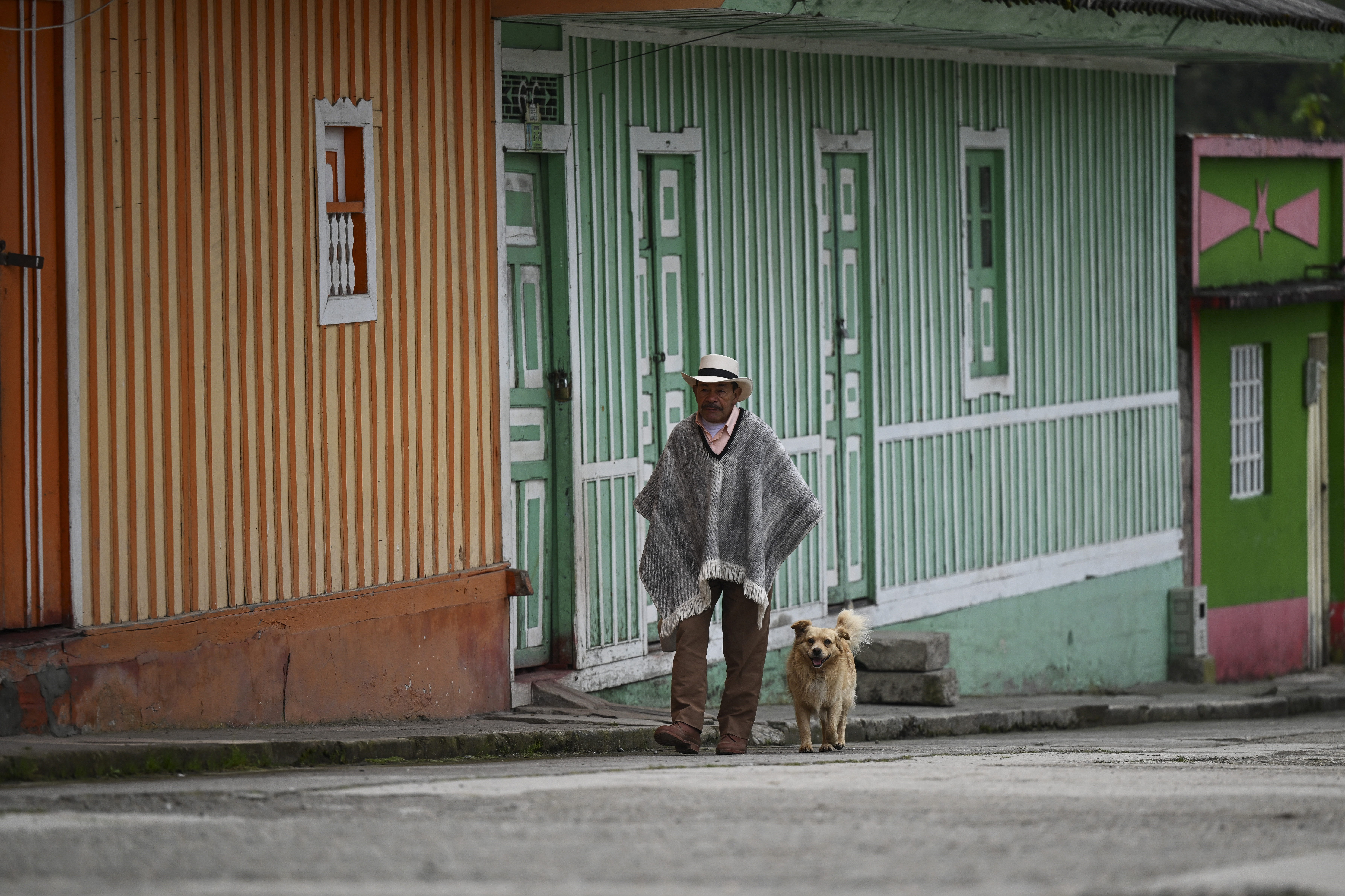 Cows are evacuated near the Nevado del Ruiz volcano in Murillo, Tolima Department, Colombia, on April 6, 2023. - Colombian authorities informed last week that seismic activity had increased at Colombia's Nevado del Ruiz volcano, which killed 25,000 people in an eruption 38 years ago, warning of a "probable" new outbreak. (Photo by JOAQUIN SARMIENTO / AFP)