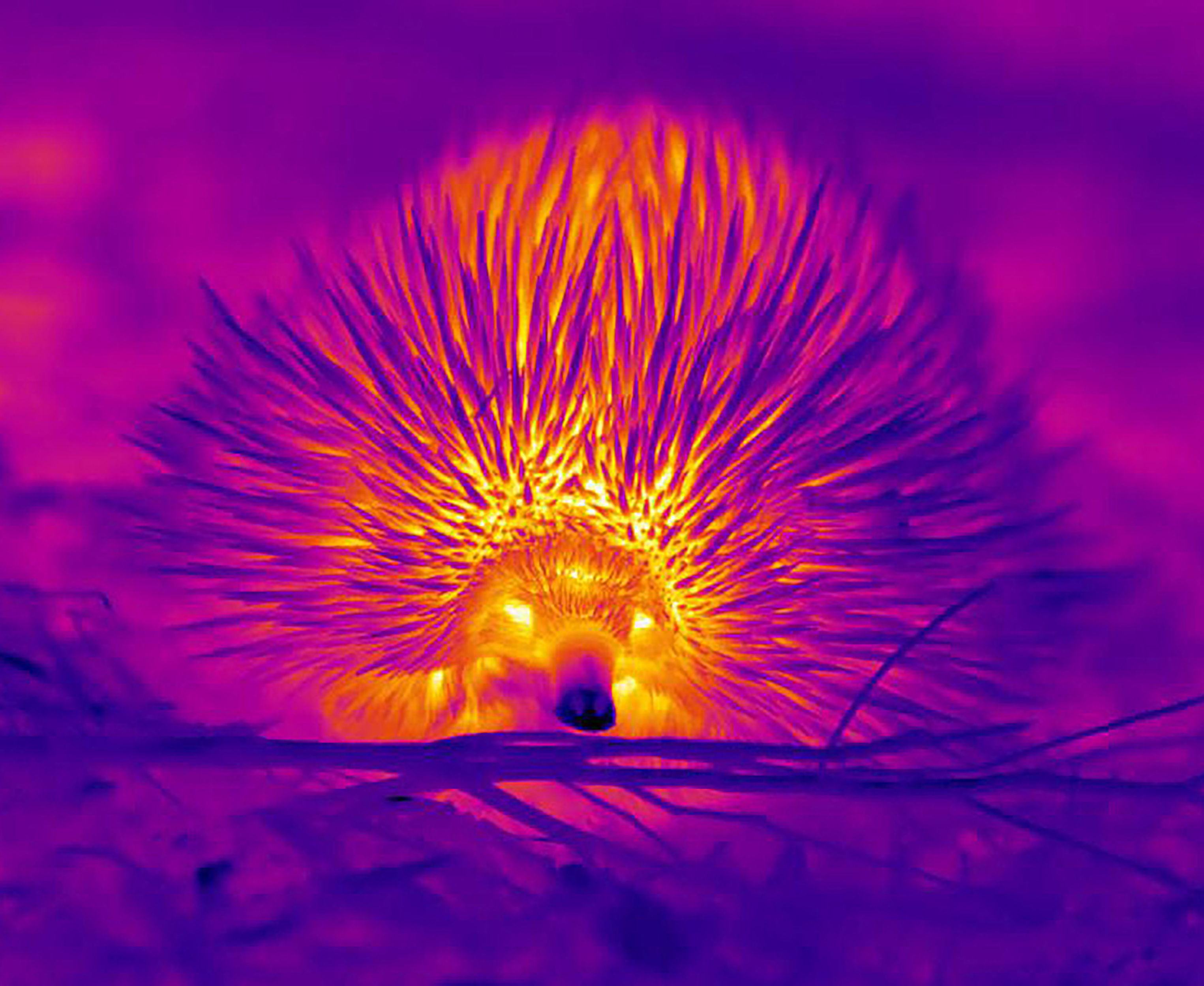 SÍDNEY (AUSTRALIA), 18/01/2023.- Los equidnas, un mamífero ovíparo parecido a un erizo, tiene pocas defensas contra el calor en Australia, por lo que ha desarrollado varios trucos, como hacer pompas con la nariz para refrescarse, según han descubierto investigadores de la Universidad de Curtin en el país oceánico. EFE/ Universidad de Curtin SOLO USO EDITORIAL/SOLO DISPONIBLE PARA ILUSTRAR LA NOTICIA QUE ACOMPAÑA (CRÉDITO OBLIGATORIO)