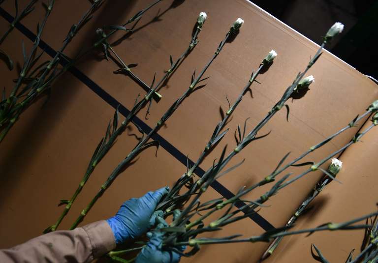 Floricultores Cultivo Rosas