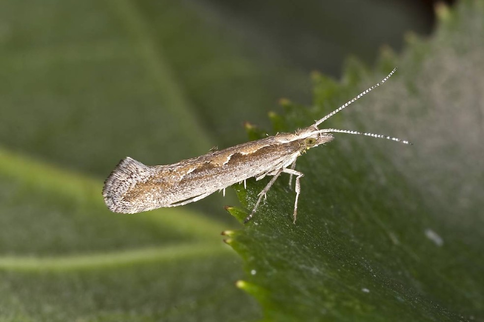 La palomilla dorso de diamante (Plutella xylostella) es uno de los insectos que podría verse amenazado por el cambio climático.