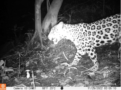 "Jaguar capturado por cámara trampa-Proyecto Turismo de Naturaleza como Apoyo a la Lucha Contra la Deforestación". Foto capturada por Swisscontact"