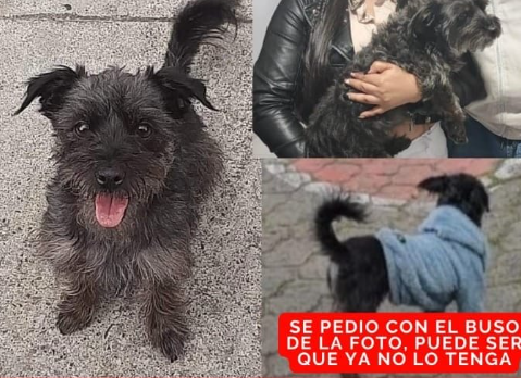Perrita de color negro es sostenida por sus dueños.