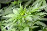 A la cárcel mujer que transportaba 23 kilos de marihuana en bus intermunicipal