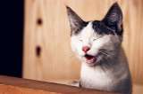 ¿Qué es lo que más les gusta a los gatos? 4 cosas que lo harán feliz