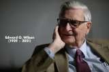 Muere Edward O. Wilson, el científico “heredero natural de Darwin”