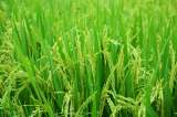 Plan de Ordenamiento Agropecuario se inicia con el arroz