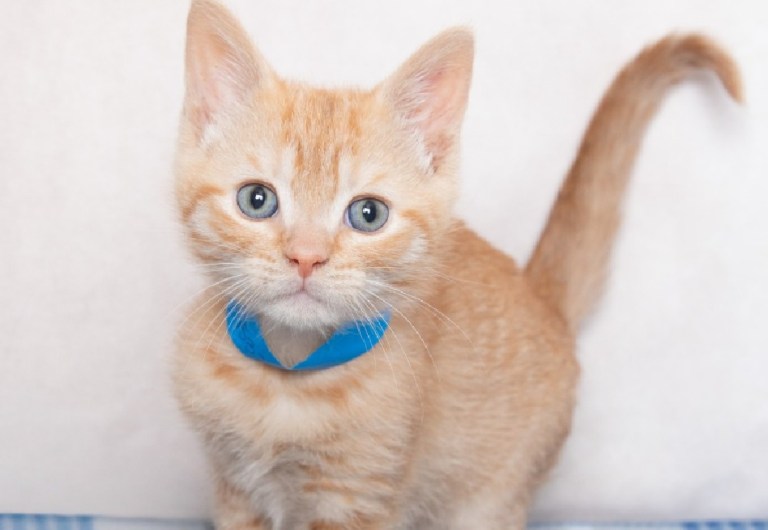 Las adorables mentiras que ayudaron a estos animales de compañía a ser adoptados
