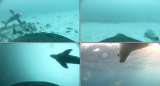 Cámaras submarinas captan por primera vez a una cría de león marino aprendiendo a cazar