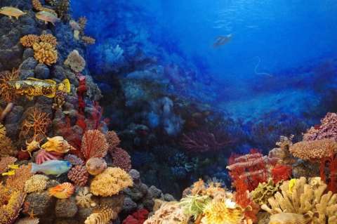 La cobertura mundial de corales se ha reducido a la mitad en los últimos 50 años