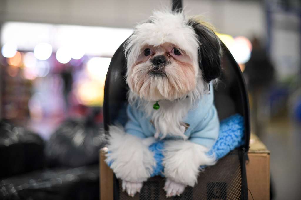 ¿Qué se debe hacer para viajar con mascotas en Colombia?