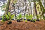 Día del Árbol: Bogotá destaca por la siembra de más de 105.600 especies nativas