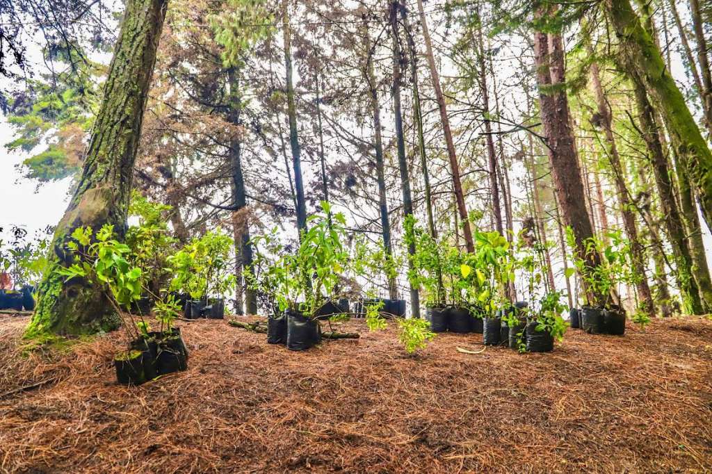 Se busca recuperar ecosistemas estratégicos con especies nativas.