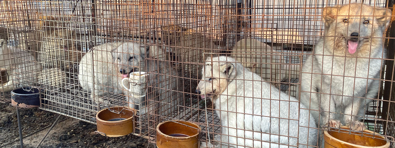 Los animales criados para obtener su piel, como estos zorros de una granja en la provincia nororiental china de Liaoning, pueden ser portadores de varios virus que infectan a las personas. Las granjas peleteras suelen estar mal reguladas y son laxas en cuanto a las medidas de bioseguridad.