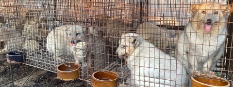 Criar animales en granjas para obtener pieles: los riesgos para la salud pública