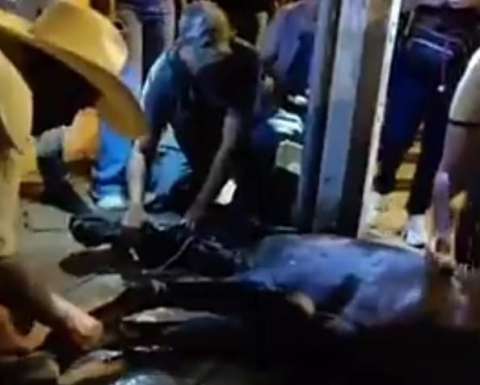 Caballo murió infartado en Feria de Tuluá: denuncian maltrato animal