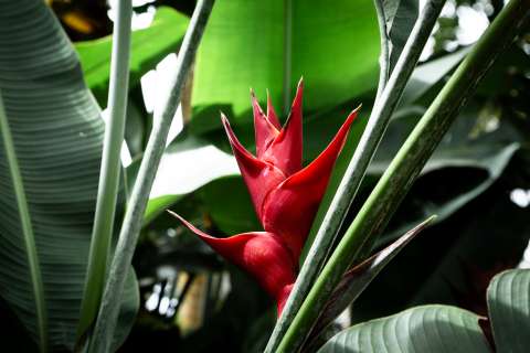 Heliconias: las plantas tropicales que nunca lo aburrirán