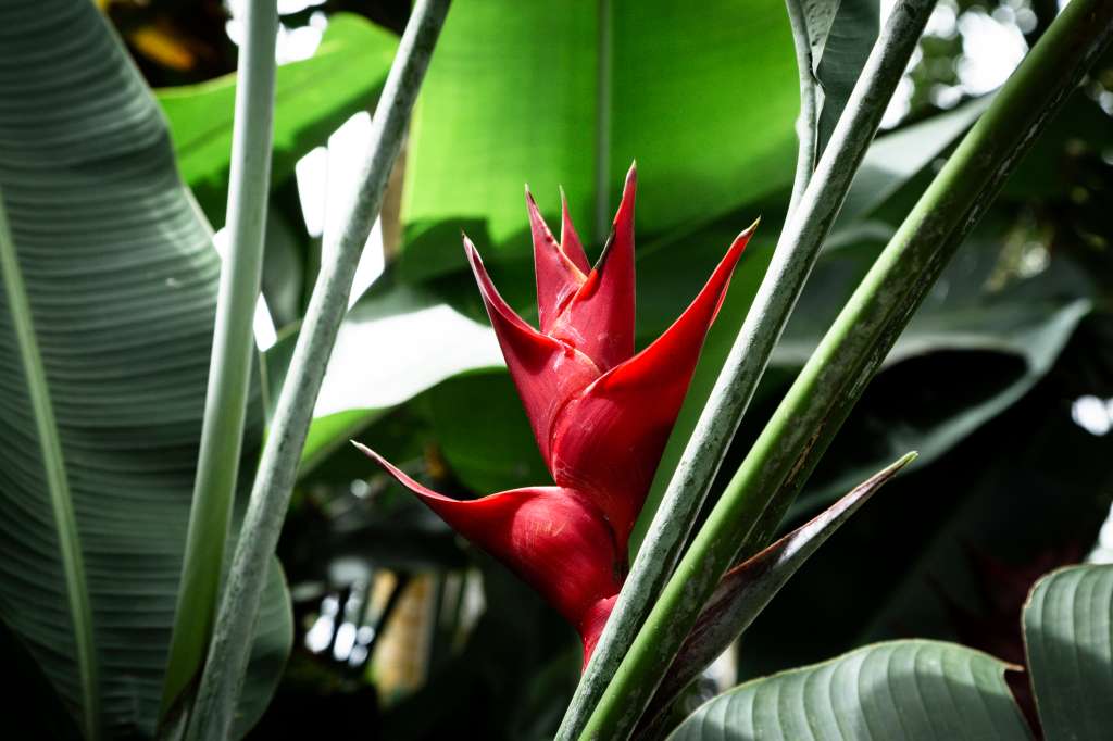 Conocidas como "platanillo", son apreciadas por sus impresionantes flores y su follaje exuberante