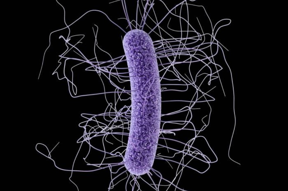Clostridioides difficile