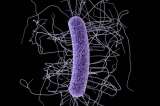 Estudian si versiones de superbacterias pueden transmitirse de animales a humanos