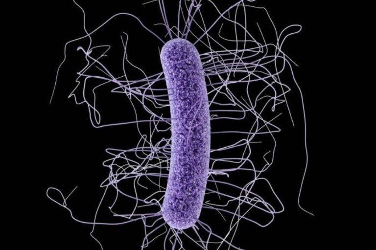 Estudian si versiones de superbacterias pueden transmitirse de animales a humanos
