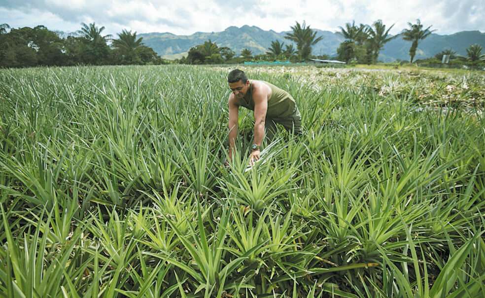Cultivo de piña en el Espacio Territorial de Aguabonita, Caquetá.
