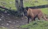 Xenú, el perro antiexplosivos que le salvó la vida a niños de un colegio en Antioquia