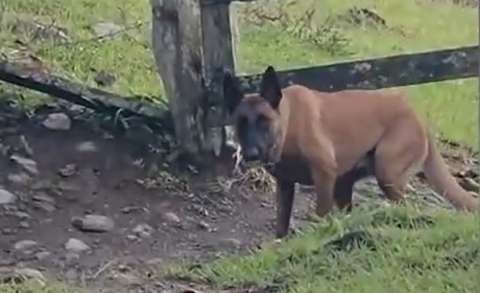 Xenú, el perro antiexplosivos que le salvó la vida a niños de un colegio en Antioquia