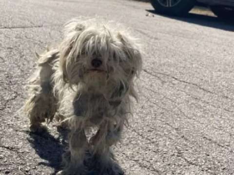 Perrita que sobrevivía comiendo animales atropellados inicia nueva vida: esta es su historia