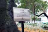 Este es el árbol más viejo de Medellín, cumplió 168 años: ¿Dónde está?