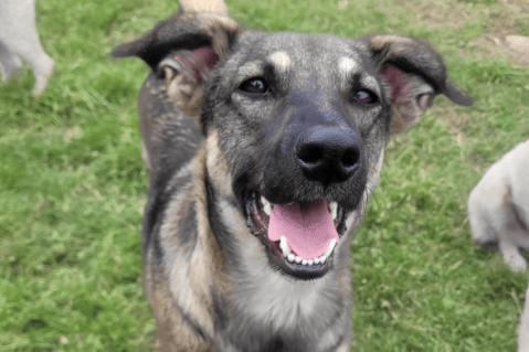 Plan para este domingo: festival de adopción y vacunación para perros y gatos