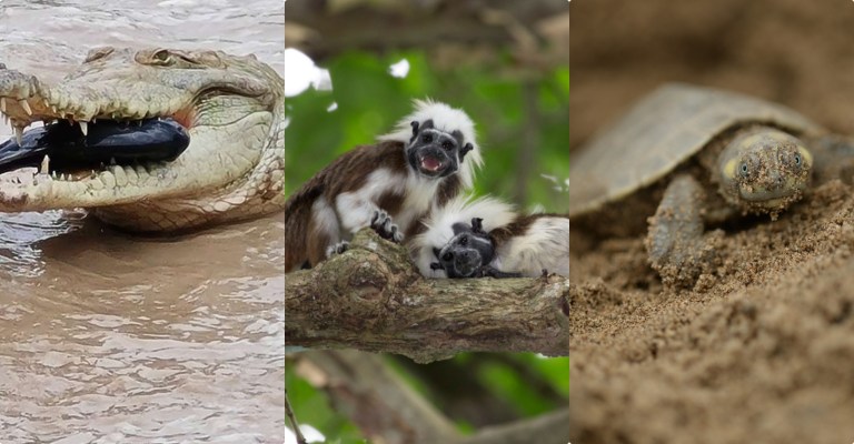 La nueva lista que muestra las especies que están en riesgo de extición en Colombia