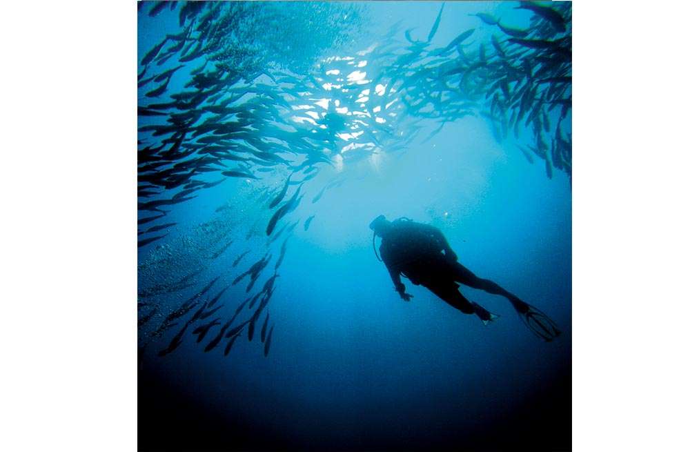 Por sus impresionantes formaciones coralinas, el Caribe es considerado uno de los mejores lugares del mundo para bucear. /iStock