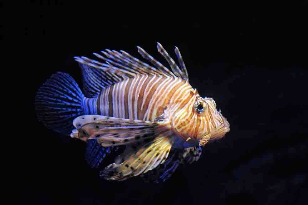 El pez león consume más de 50 especies y su único depredador es el mero, que está en vía de extinción.