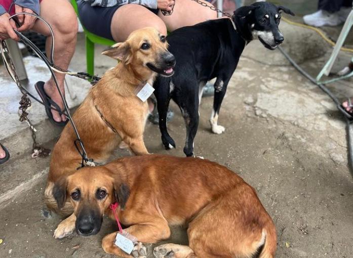 Entregan alimentos a más de 70 fundaciones de animales en Santa Marta