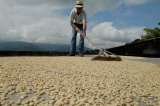 Proponen crear agencia nacional del café para salvar agricultura cafetera