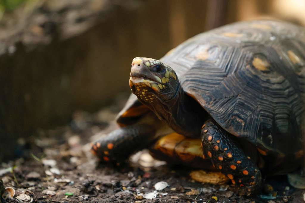 ACOMPAÑA CRÓNICA: PANAMÁ ANIMALES AMDEP8792. CIUDAD DE PANAMÁ (PANAMÁ), 23/07/2025.- Fotografía de una tortuga de patas rojas (Chelonoidis carbonaria), en la clínica veterinaria para la atención de especies silvestres el 15 de julio de 2025 en Ciudad de Panamá (Panamá). Desnutridos, desorientados y con el comportamiento alterado llegan decenas de animales salvajes rescatados del tráfico ilegal a la clínica veterinaria del Ministerio de Ambiente de Panamá, donde un equipo de especialistas los cuida con dedicación para devolverlos algún día a su verdadero hogar: la selva. EFE/Bienvenido Velasco
