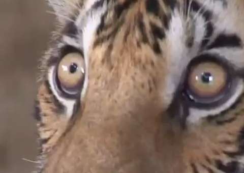 Tigres en cautiverio en Tailandia. 