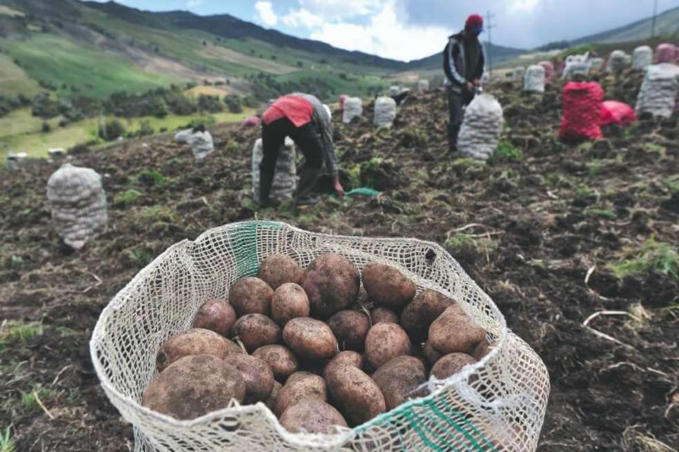 Del cultivo de papa viven más de 100.000 productores en el país. Según la Unidad de Planificación Rural Agropecuaria (UPRA) hay dos millones de hectáreas potencial en el país. /Archivo El Espectador