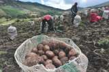 Cinco productos agropecuarios cuyo consumo puede aumentar