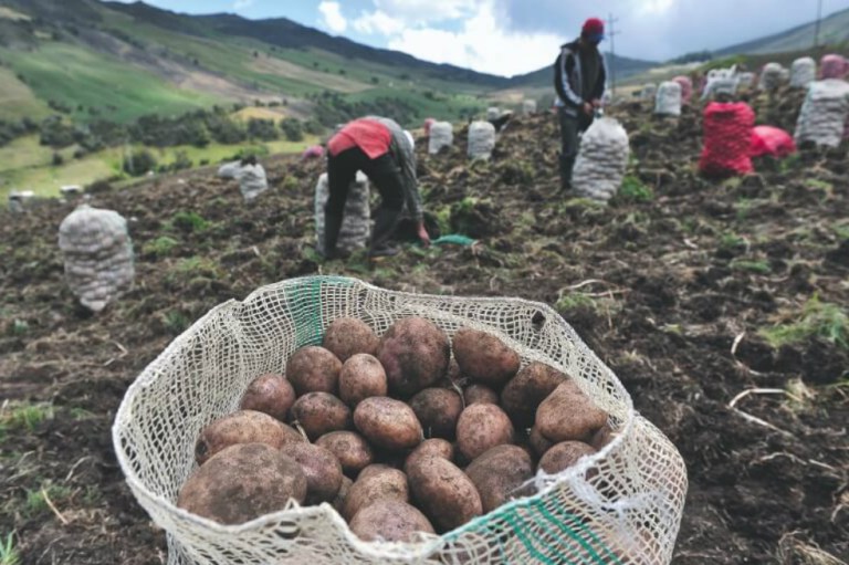 Cinco productos agropecuarios cuyo consumo puede aumentar