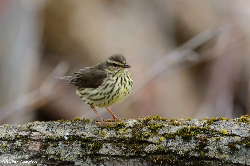 Las claves que nos dan las aves migratorias para proteger los ecosistemas