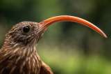 El canto de las aves cada vez es menor por la disminución de especies