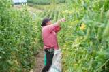 El agro sigue creciendo en áreas sembradas y producción: estas son las cifras