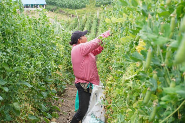 Finagro lanza nueva línea de financiamiento para productores: así puede acceder