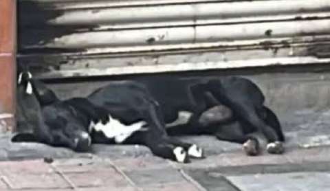Hachi en la vida real: perro esperó tres días en el local donde mataron a su dueño