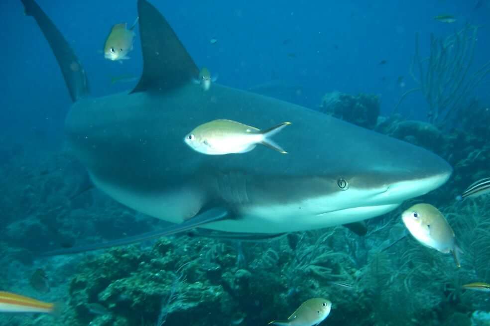 Imagen del "Carcharhinus perezi", conocido como tiburón gris de arrecife. / Wikimedia - Creative Commons - William Eburn