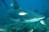 Revelan el número de especies de tiburones y rayas que tiene Colombia