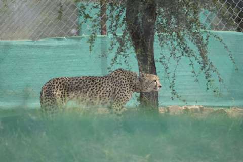 Aterrizan 12 guepardos en la India para recuperar la especie en su territorio