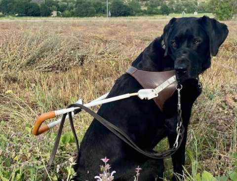 Miss Ingrid, la perrita que hizo historia en los Globos de Oro