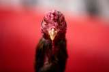 Fotos: a pesar de que el islam las prohíbe, las peleas de gallos continúan en Irak